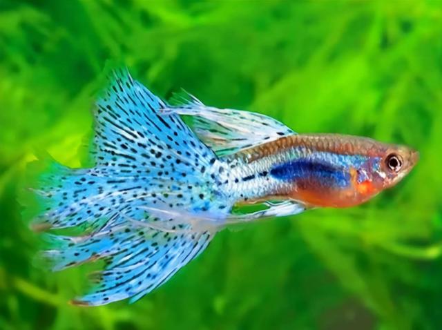 鱼虫怎么养，鱼虫怎么养活（学会就没有养不好的鱼）