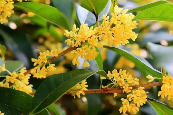 好听的树的名字，爱情树的名字大全简单而有寓意（5种“名花树”）