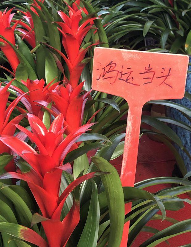 麒麟花的寓意是什么，客厅摆放麒麟的图片（海南迎春花市年味渐浓）