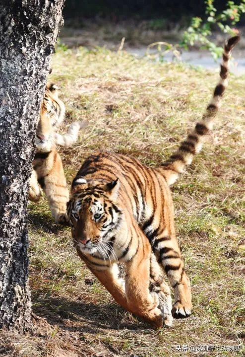 深圳世界之窗门票多少钱一张，深圳世界之窗晚上门票多少（动物园\u0026世界之窗/欢乐海岸水秀）