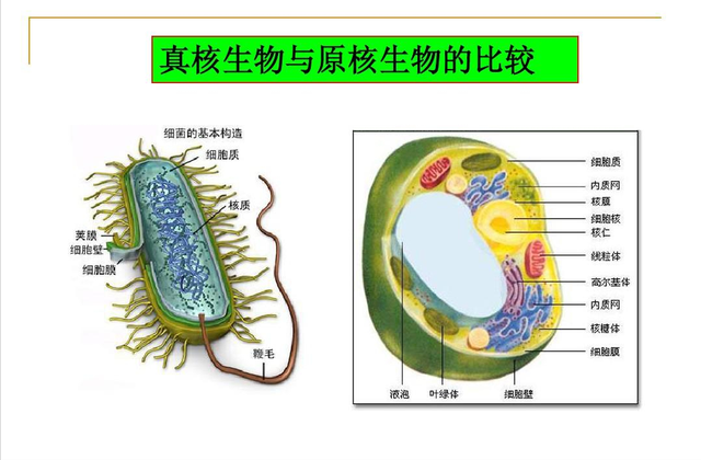 世界上最小的活生物体，地球上最小的自然生物（科学家发现有史以来最大细菌）