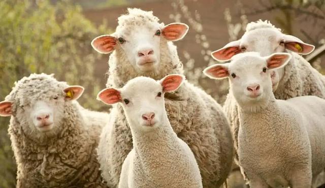 绵羊毛会缩水吗，羊毛衫变小轻松复原（怎么就不被自己的毛勒坏呢）