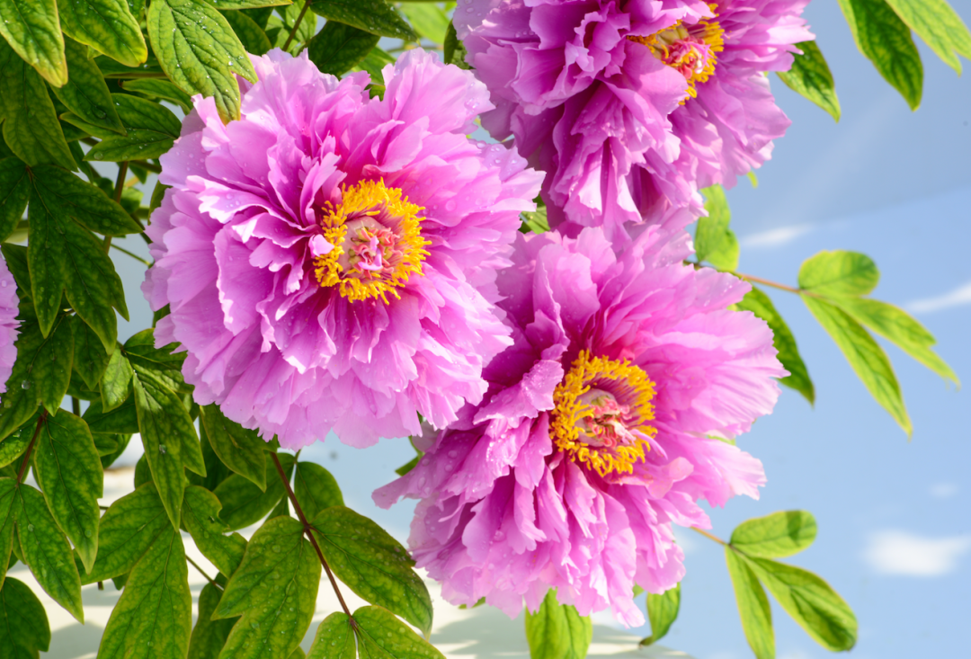 菏泽牡丹王惊艳全国,看过才知道什么是国色天香!