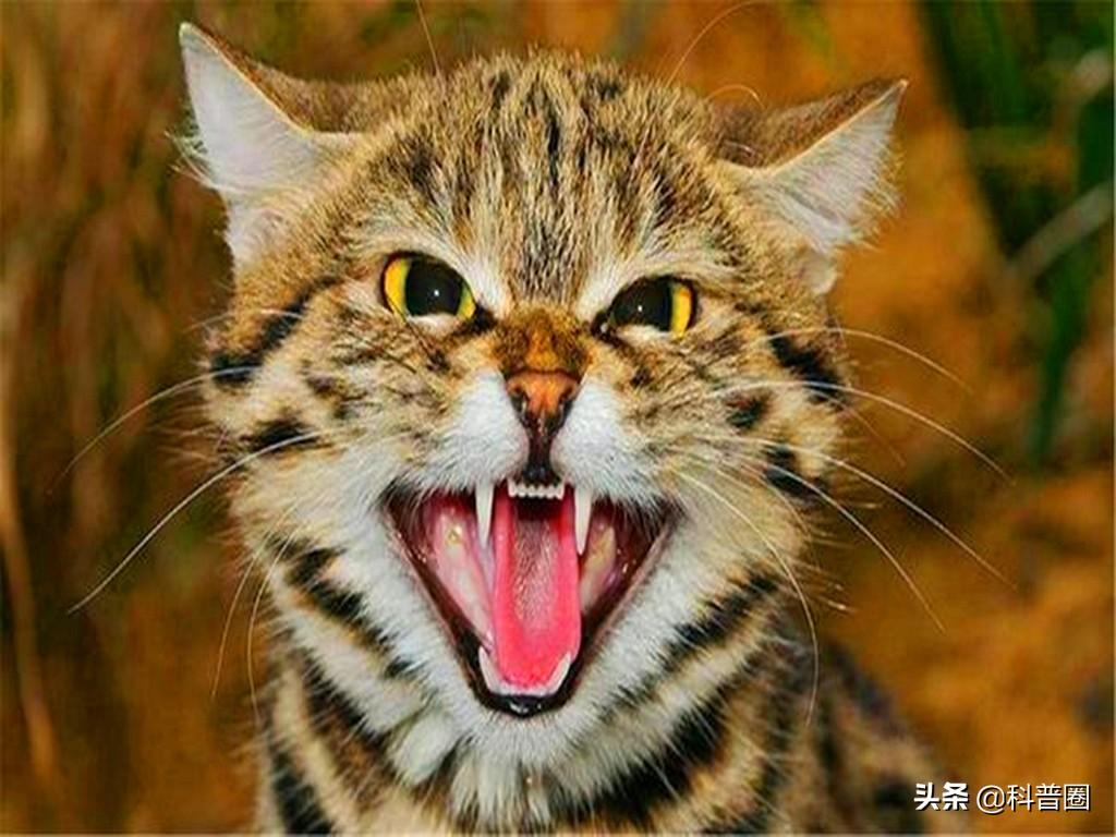 猫的生殖器(猫和狗连在一起)