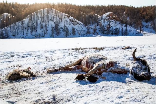 蒙古和中国的关系怎么样，蒙古国跟中国的关系（有3%的老百姓在拿命淘金）