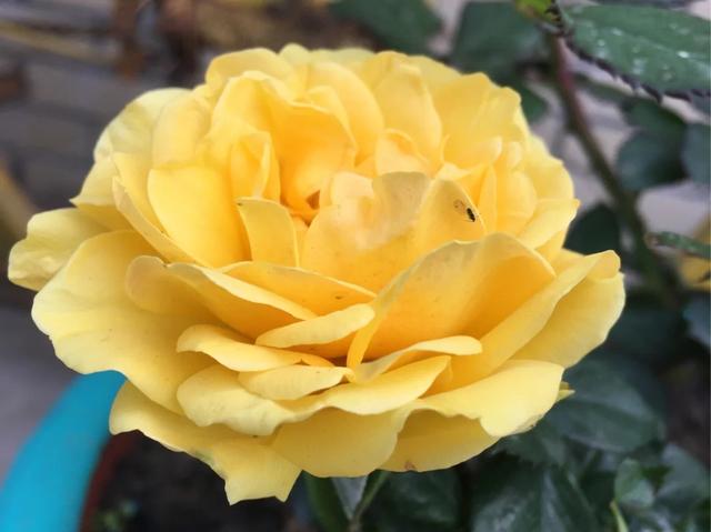 梦露和艾莎月季的区别，月季梦露百科（12种大花月季）