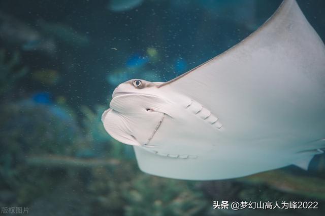 蝠鲼和鳐鱼的区别，蝠鲼和魟鱼什么区别（鳐鱼和蝠鲼的外形特征、生活习性、分布范围、药用价值以及区别）