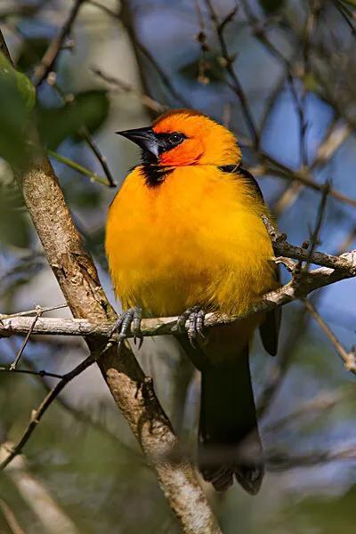 各种黄鹂鸟的各种叫声，大自然的小小精灵——黄鹂鸟