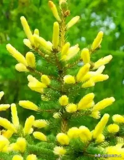 铁树开花的方法，铁树开花的方法有哪些（铁树开花了，也有芬芳的一天）