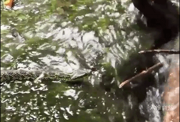 猫为什么可以跟毒蛇打架，猫和蛇打架猫不怕毒吗（重庆一只小猫叼着小毒蛇回家）