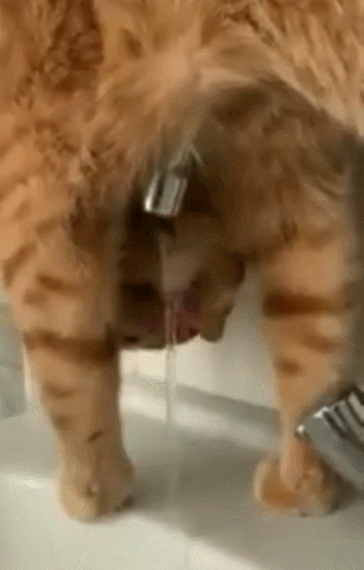 可爱猫，可爱猫咪名字（歪果网友分享各种古怪可爱的小猫咪图片）