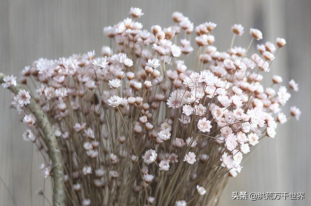 干花可以保留多久，干花可以用玻璃柜放着吗（干花会枯萎吗）