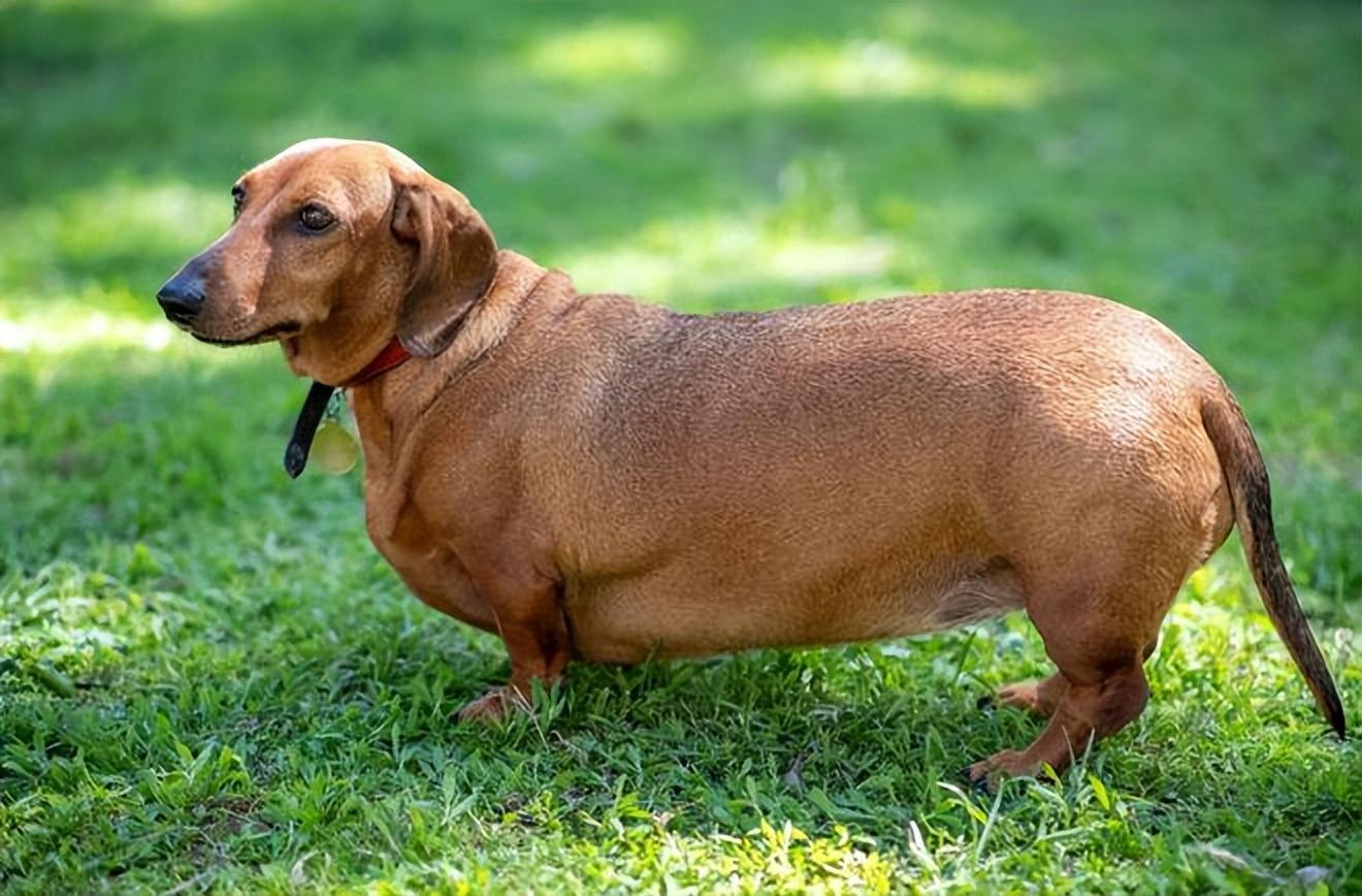 小腊肠犬多少钱一只 腊肠犬多少钱一只腊肠犬的价格行情