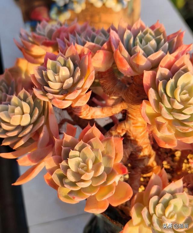 多肉丝绸面纱秋天的养护，怪不得追捧的花友越来越多