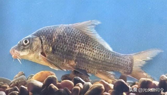 长江名贵鱼前十名，10大凶猛淡水鱼（我国保护的鱼类有87种）