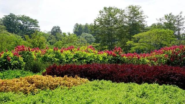 关于爵床科介绍，爵床科的特点（西双版纳植物园亮相了）