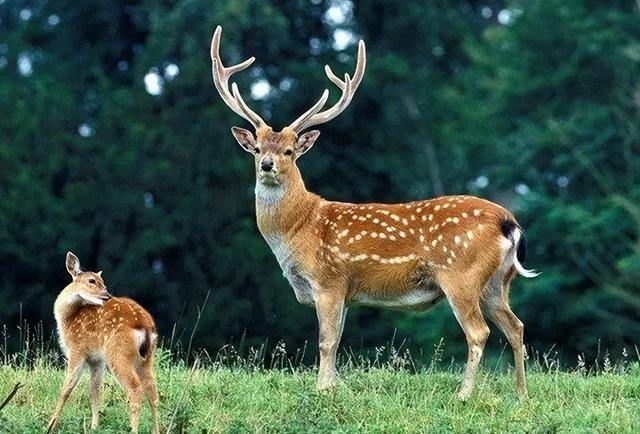 鹿肉（鹿肉性味归经，为何市面上那么少见（鹿肉的功用）