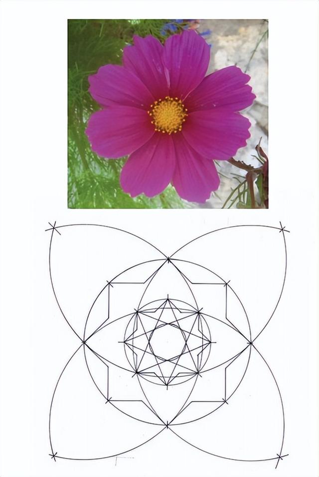 花朵的构造有哪些，花朵的组成结构（暴力拆解花朵的几何结构）