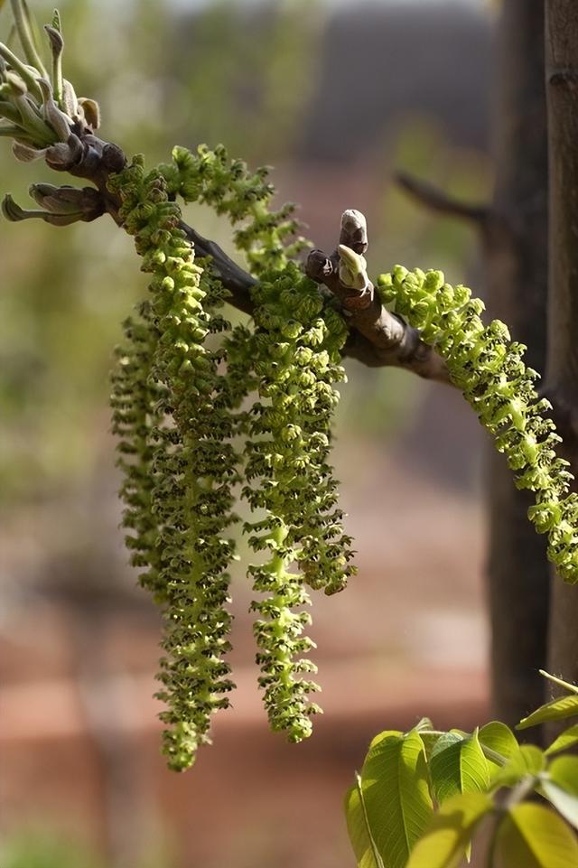金针菜是什么，都是“人间美味”（金针菜是什么菜图片）