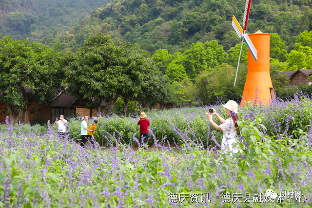 盘龙峡薰衣草花期，观薰衣草花海感受（这里连片薰衣草浪漫绽放）