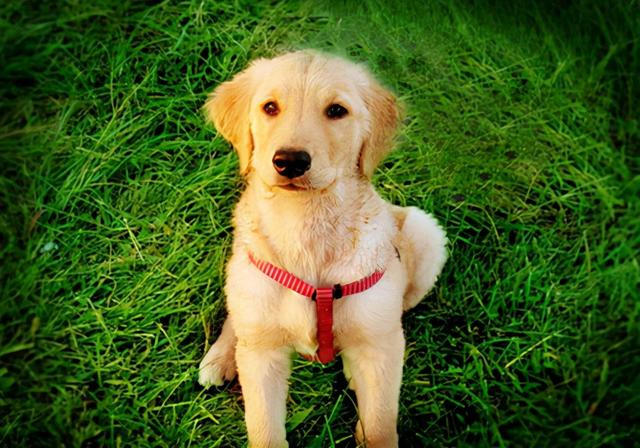 狗拉血是怎么回事，小狗拉血是怎么回事（狗狗拉稀拉血是什么原因）