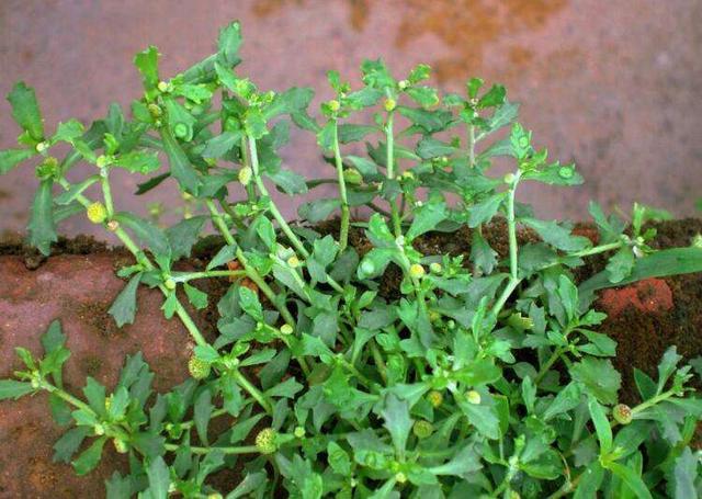 的田边题野草有很多,像半边莲,野草三荚草,价值解决鸭跖草,到别马唐草