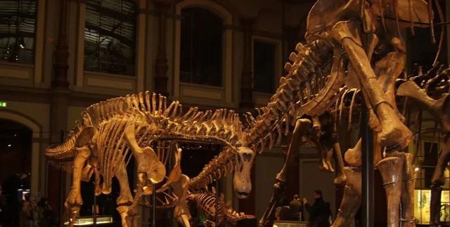 恐龙图片大全大图，画恐龙图片大全大图（画恐龙怎么画）