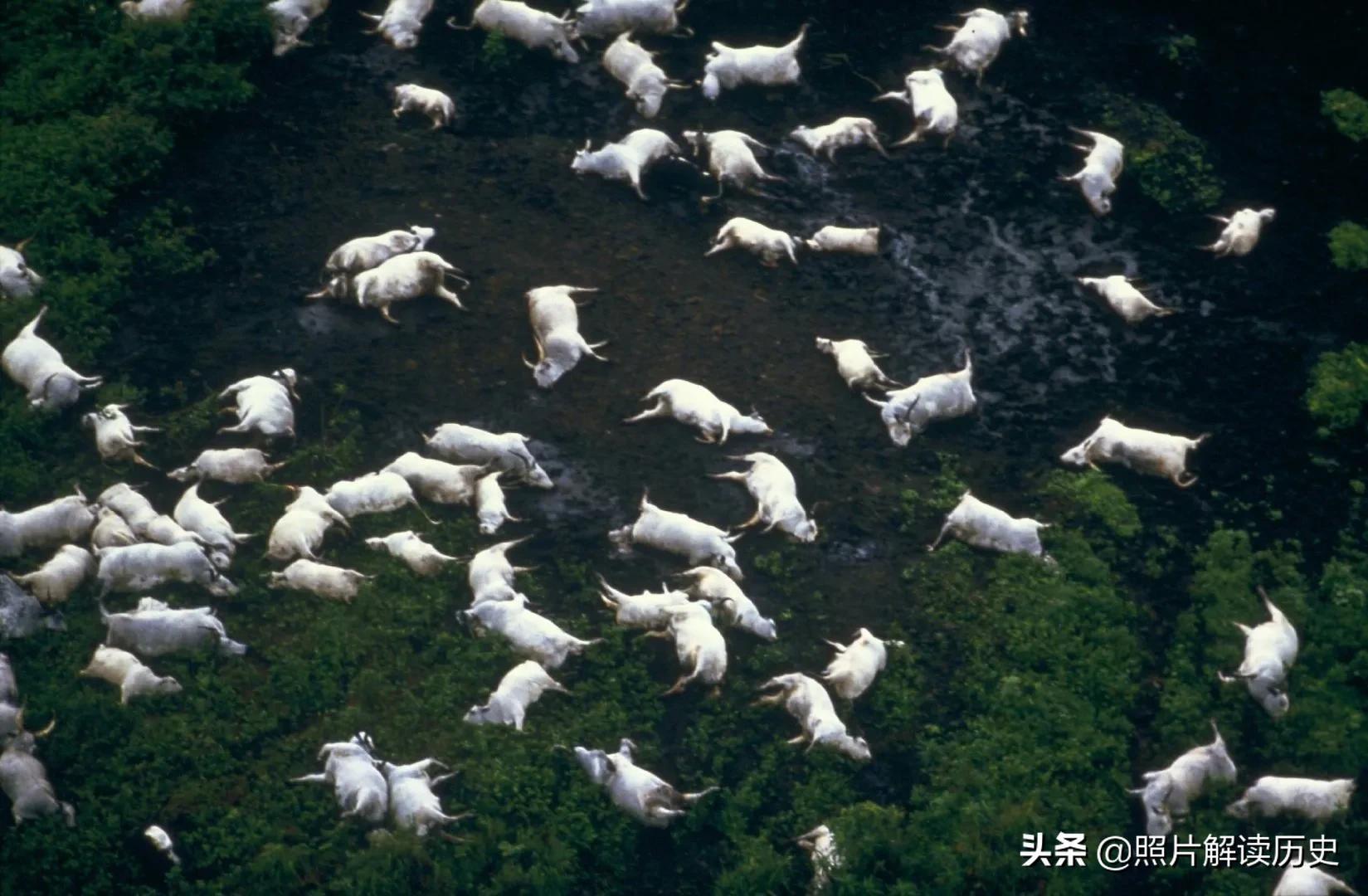 沼光湖的恐怖,電影恐怖沼澤地(上世紀80年代非洲恐怖的的