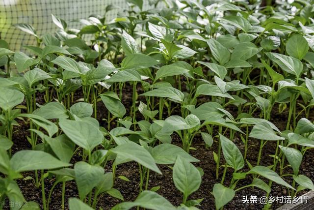 一个番茄钟多长时间，番茄时间法通常多少分钟为一个番茄钟（番茄、辣椒、茄子管理不用愁）