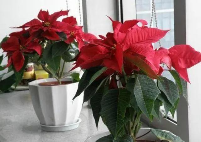 家里千万不能养的6种花，家里千万不能养的6种花有哪些（6种“有毒花”别乱养）