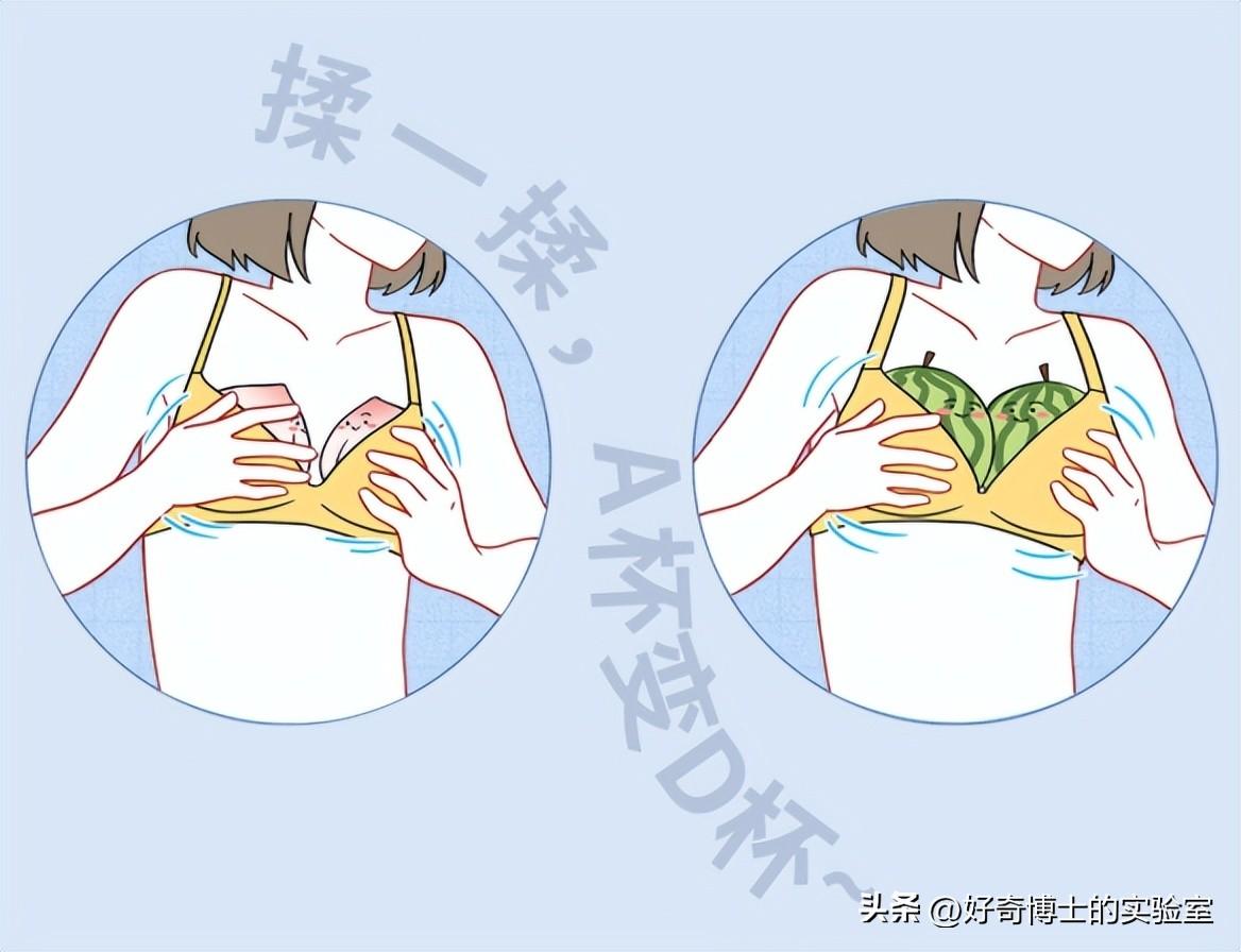 女人的胸部(为啥不能随便乱揉) - 龙腾网