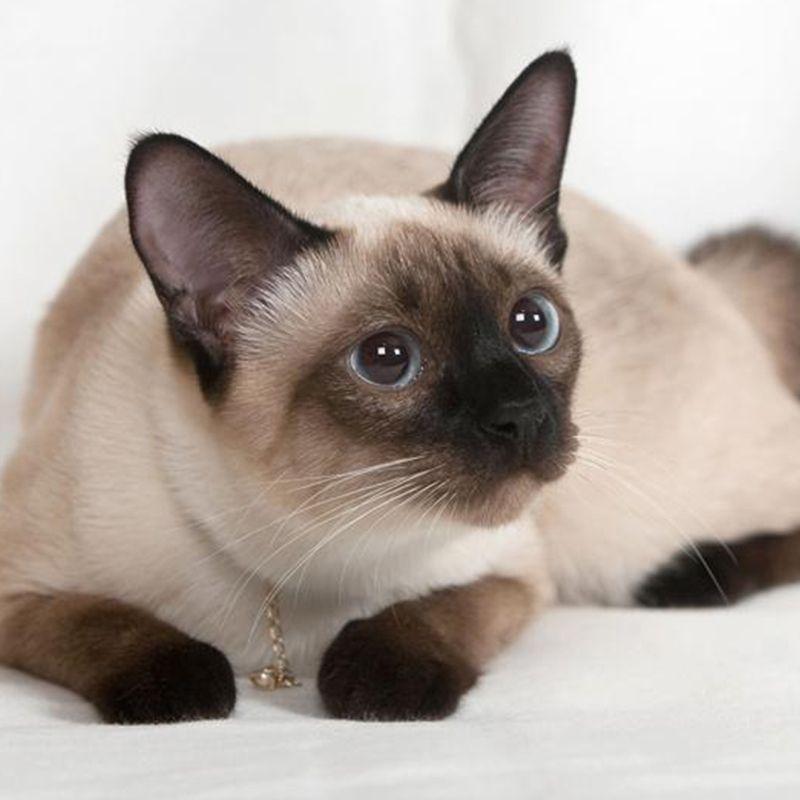 蓝猫多少钱(200元以内的宠物猫)