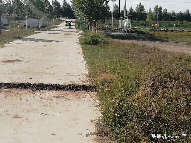 10种代表春天的动物，春天的动物有哪些（塞北动植物们话辛丑牛年时节）