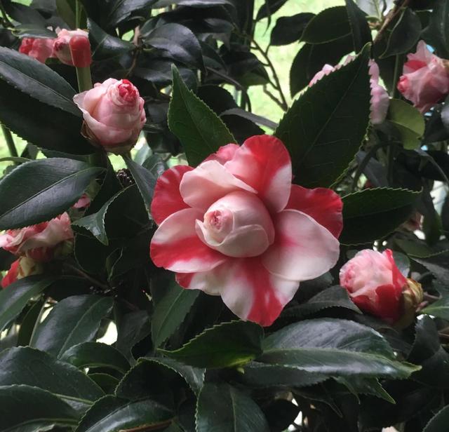 茶花喜阴还是喜阳，茶花喜阴还是喜阳?知乎（为啥花友们都不爱养）