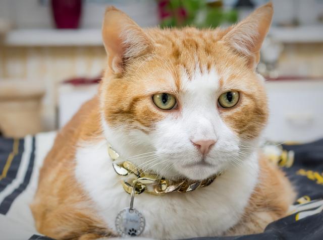 养猫的注意事项，养猫的注意事项大全（养猫专家告诉大家：猫咪的雷区）