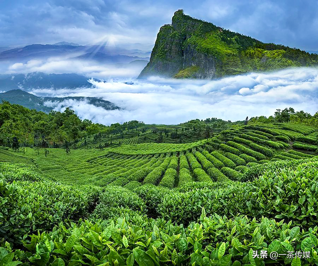 峨眉山竹叶青，竹叶青是如何弯道超车的