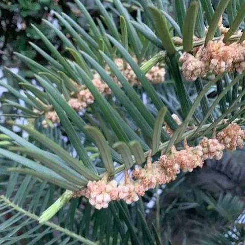 鲜花的花语和花的数目的寓意，鲜花数量的寓意（100种迷人的“数字花”）