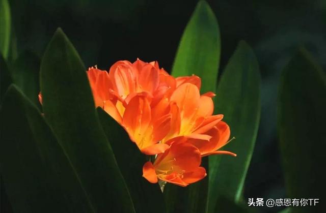 长春市花是什么花，长春市花是什么花（长春市市花——君子兰）