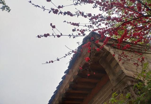 韩城本地特色美食，韩城市特产美食（韩城春游记）