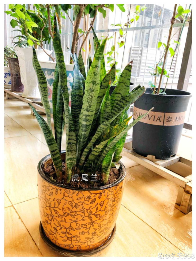 适合卧室养的花，卧室适合养什么花（卧室养4种花）