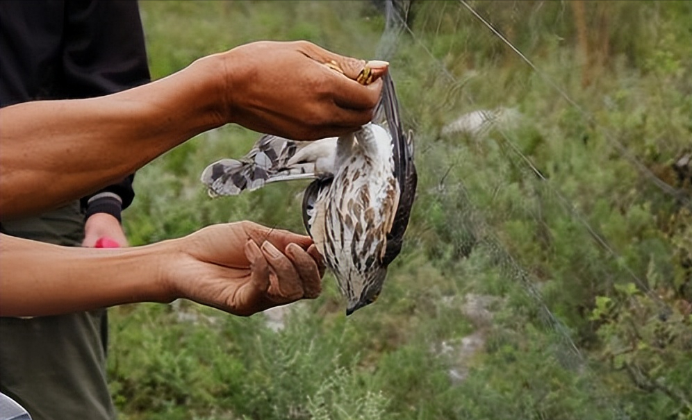 大学生掏鸟窝被判刑