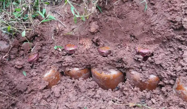 老刘毕竟也是资深老酒友,就解释道"土埋酒是错误的方法,土里面有很多