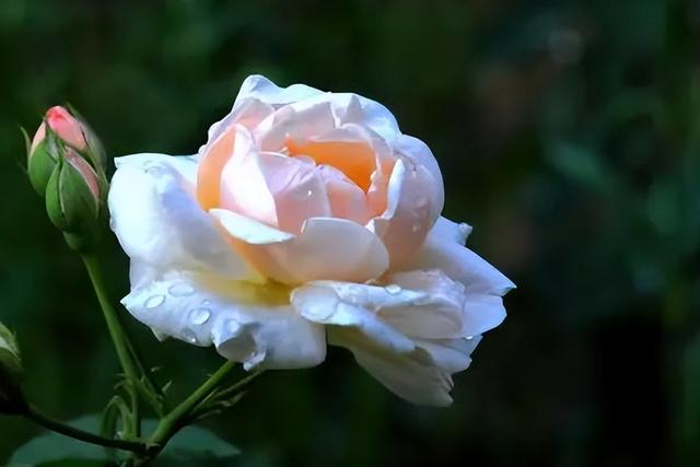 男生彻底放下后的表现，一个男生彻底放下你的表现（一个男人是不是在乎你）