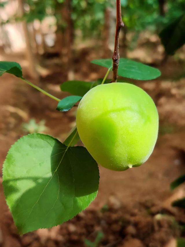 青杏子可以吃吗，摘下来的青杏子如何催熟（但最让我怀念的还是家乡的青杏子）