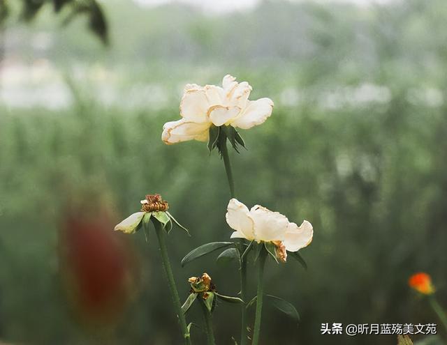 知己的句子唯美，知己的句子唯美短句（你是我人生路上，最美的知己）