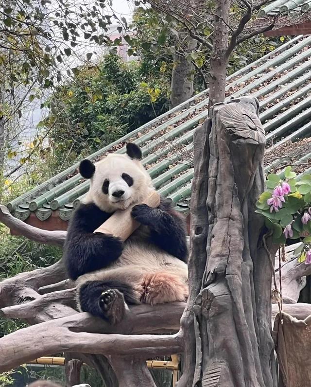 广州动物园游玩攻略，广州动物园玩转攻略（广州五一出行旅游攻略之广州动物园）