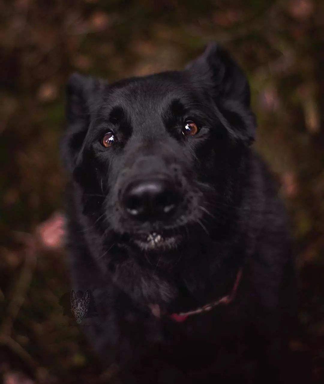 这点用在黑毛狗狗身上也一样的,同样的温度,它们可能会比白狗,黄狗更