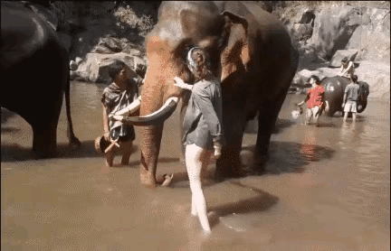 海母和水母区别，海母和水母图片大全（罕见的36张照片）