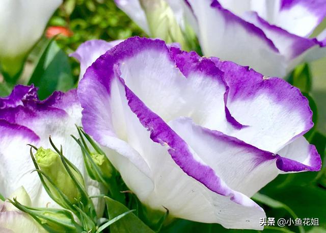 母亲节送什么花，母亲节送什么花最适合（能送给母亲的花不只是康乃馨）