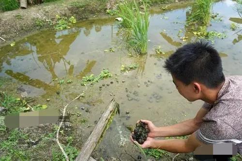 田螺人工养殖技术及注意事项，田螺人工养殖技术及注意事项有哪些（田螺养殖亩产能2-4万元是真的吗）